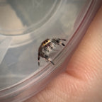 Jumping Spider Phidippus Regius - Ocala - Coco - Female - i7