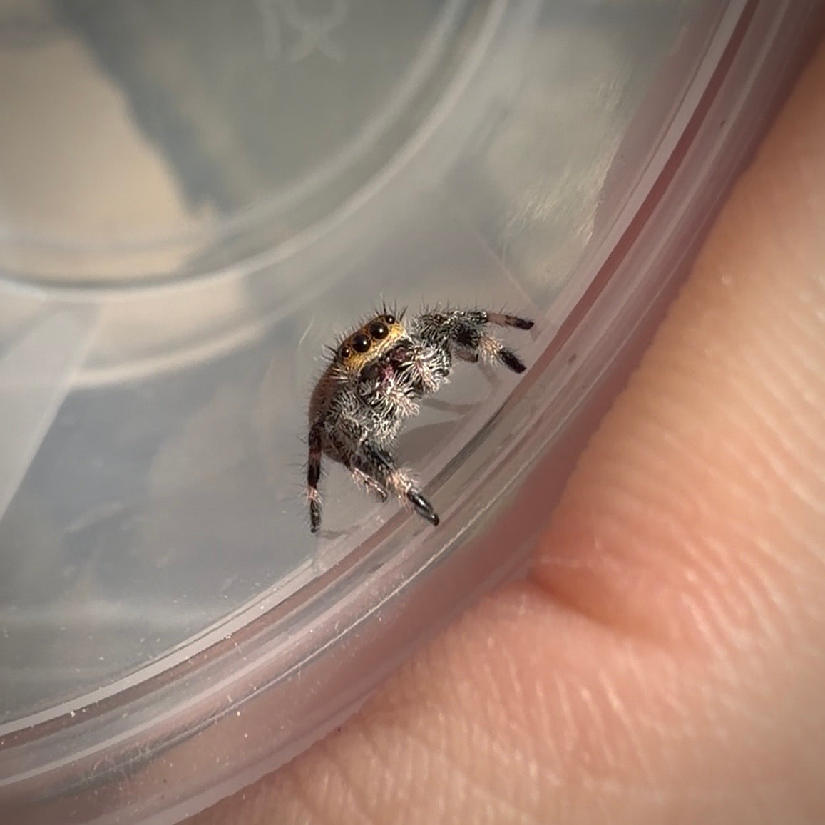 Jumping Spider Phidippus Regius - Ocala - Coco - Female - i7