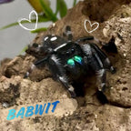 Spider on a rock with decorative hearts and 'BABWIT' text