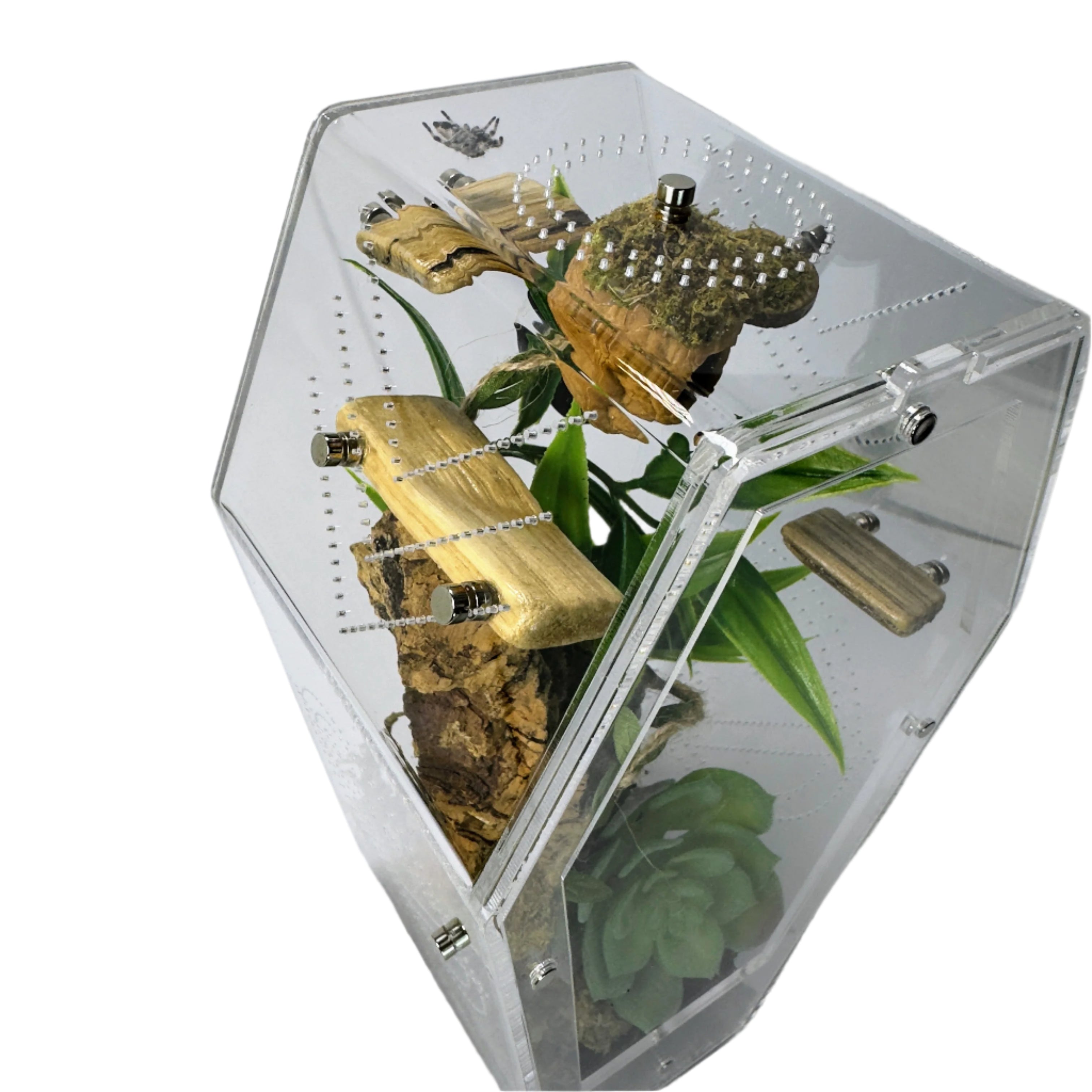 Jumping Spider Setup - Loculus Coffin Bundle - Premium Enclosure Setup