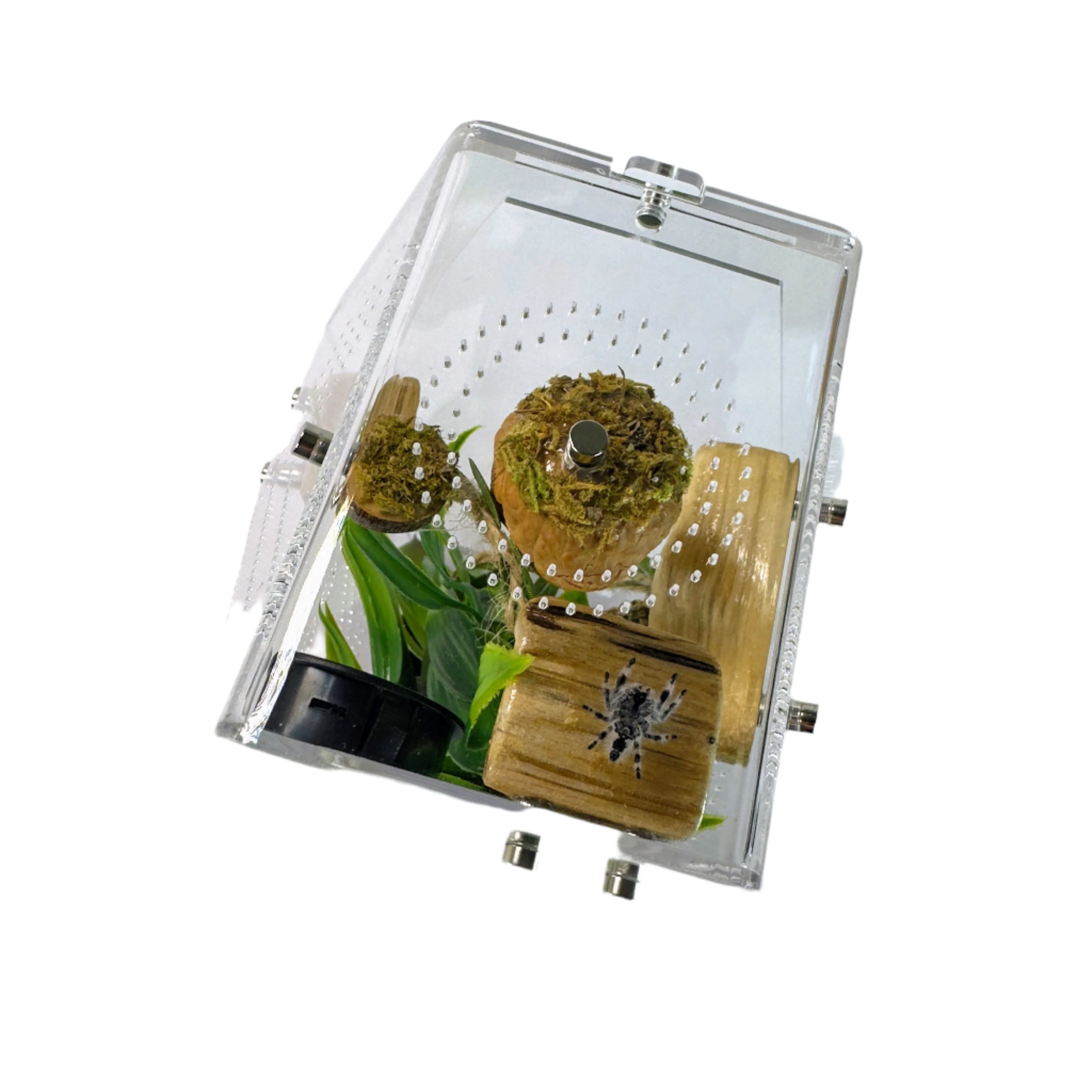 Jumping Spider Setup - Loculus Coffin Bundle - Premium Enclosure Setup
