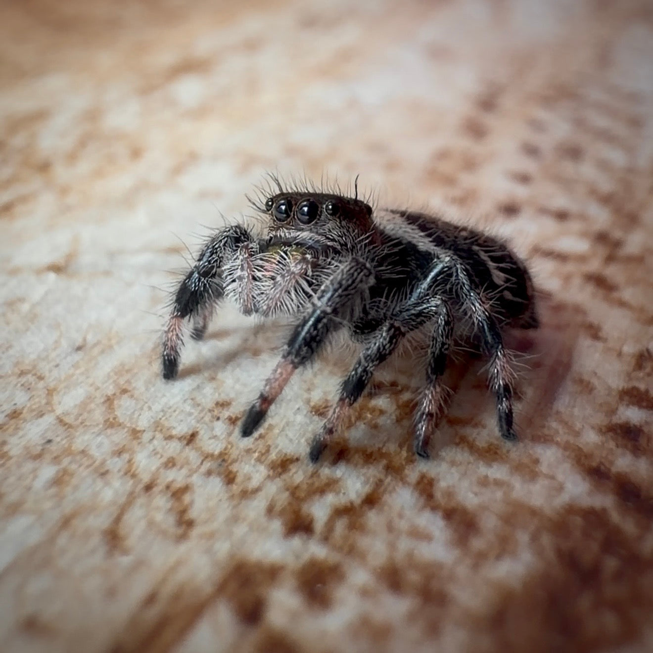 Jumping Spider Phidippus Regius - Bahamas - Female - i7 - Hallie