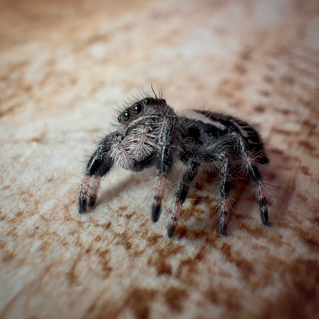 Jumping Spider Phidippus Regius - Bahamas - Female - i7 - Hallie