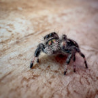 Jumping Spider Phidippus Regius - Bahamas - Female - i7 - Hallie
