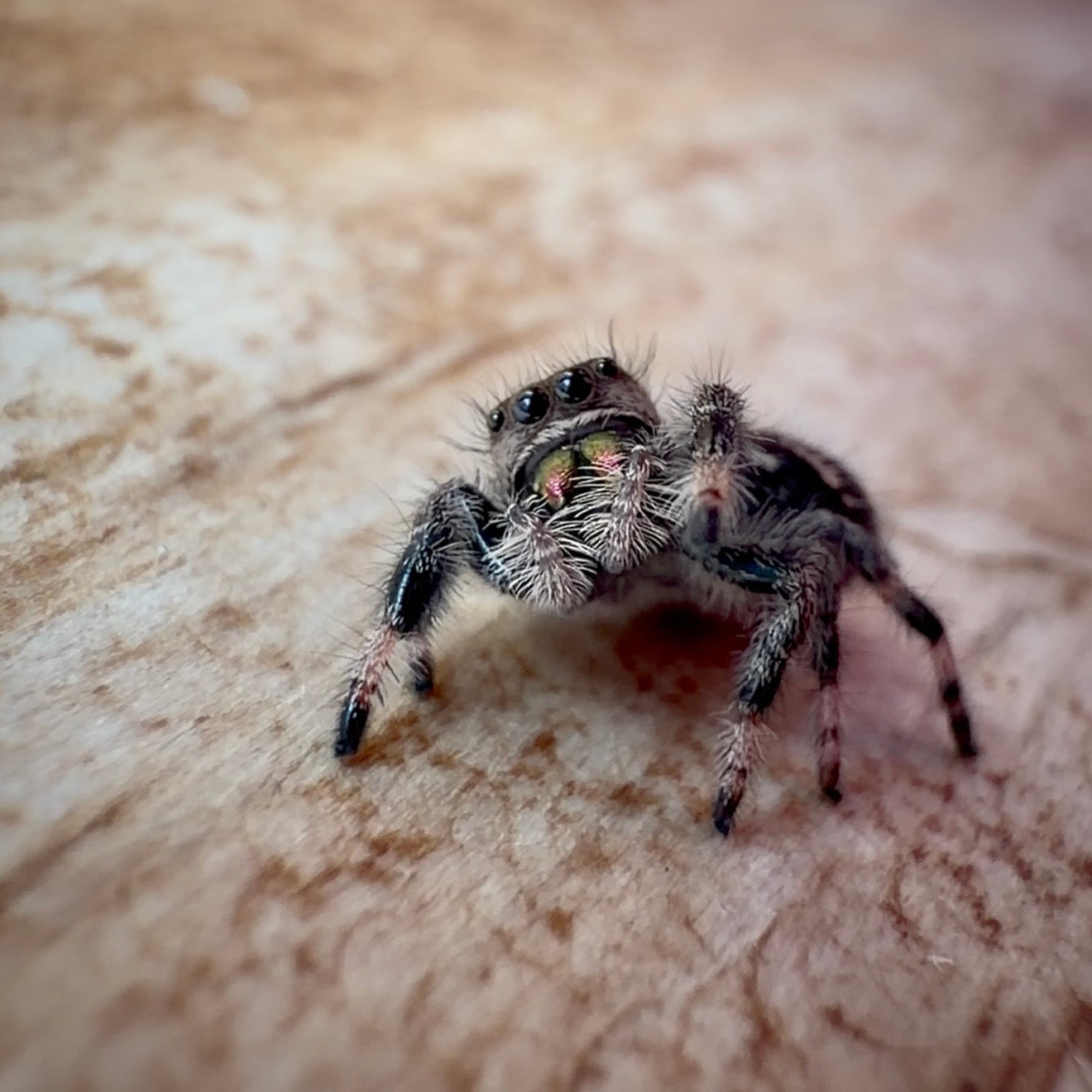 Jumping Spider Phidippus Regius - Bahamas - Female - i7 - Hallie