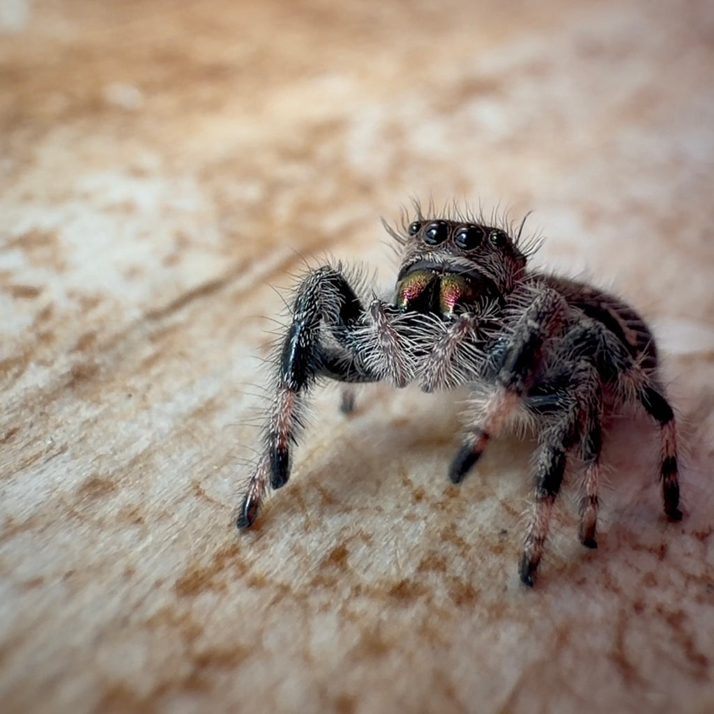 Jumping Spider Phidippus Regius - Bahamas - Female - i7 - Hallie