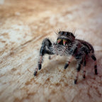 Jumping Spider Phidippus Regius - Bahamas - Female - i7 - Hallie