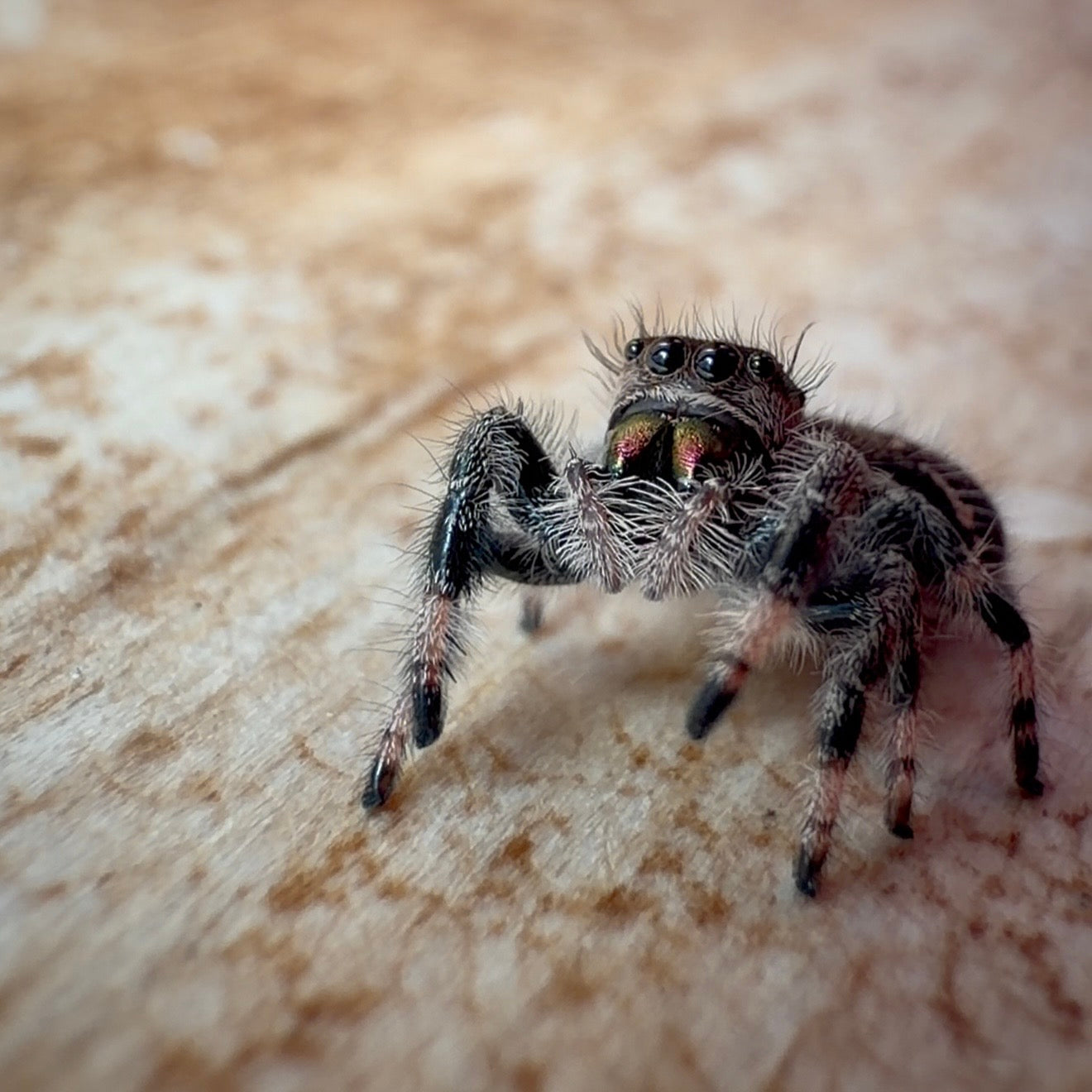 Jumping Spider Phidippus Regius - Bahamas - Female - i7 - Hallie