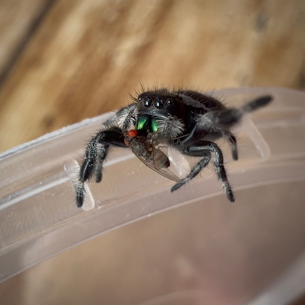 Jumping Spider Phidippus Regius - Bahamas - Male - i7 - Tom