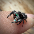 Jumping Spider Phidippus Regius - Bahamas - Male - i7 - Tom