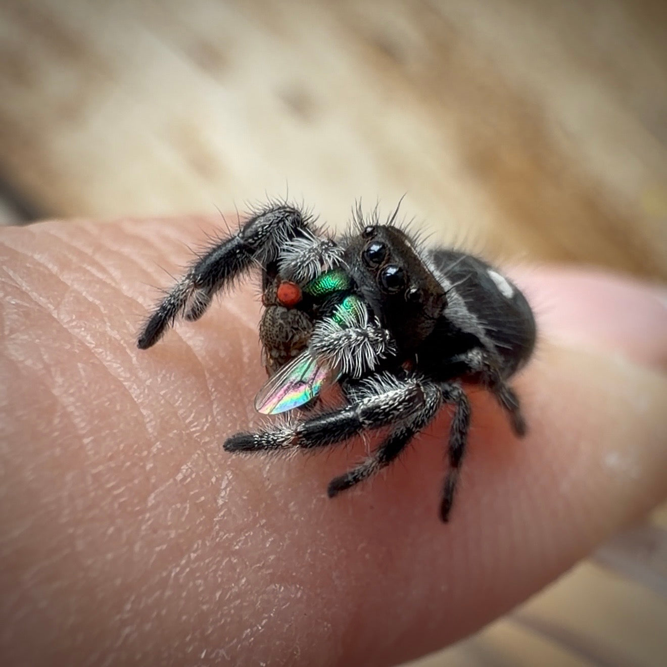 Jumping Spider Phidippus Regius - Bahamas - Male - i7 - Tom