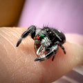 Jumping Spider Phidippus Regius - Bahamas - Male - i7 - Tom