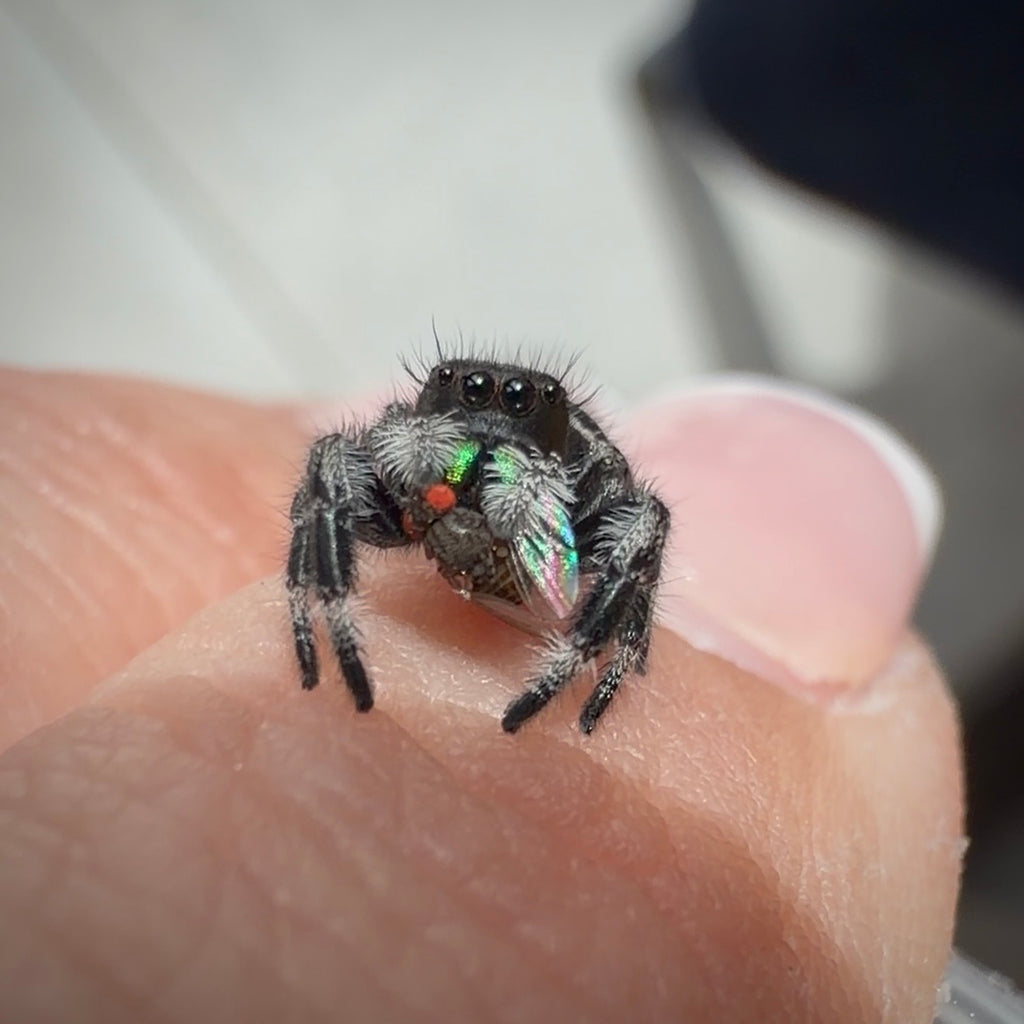 Jumping Spider Phidippus Regius - Bahamas - Male - i7 - Tom