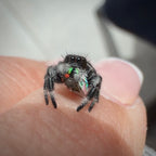 Jumping Spider Phidippus Regius - Bahamas - Male - i7 - Tom