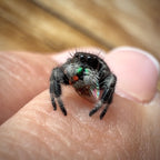 Jumping Spider Phidippus Regius - Bahamas - Male - i7 - Tom