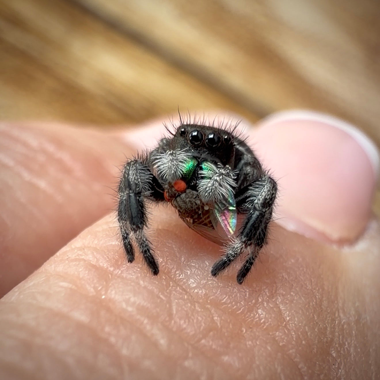 Jumping Spider Phidippus Regius - Bahamas - Male - i7 - Tom