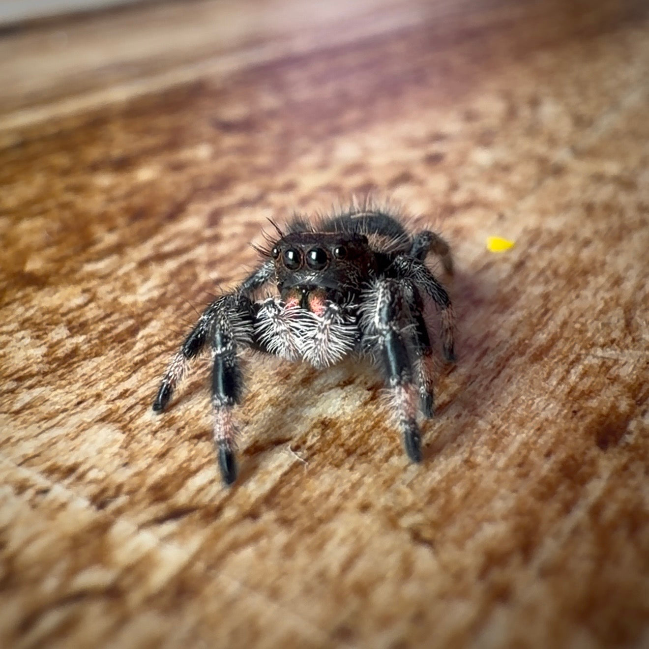 Jumping Spider Phidippus Regius - Bahamas - Female - i6/7 - Bubbles