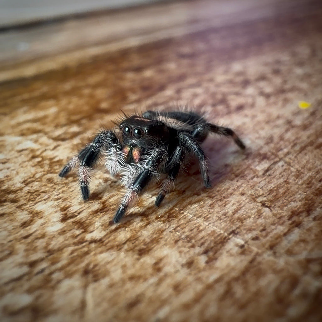 Jumping Spider Phidippus Regius - Bahamas - Female - i6/7 - Bubbles
