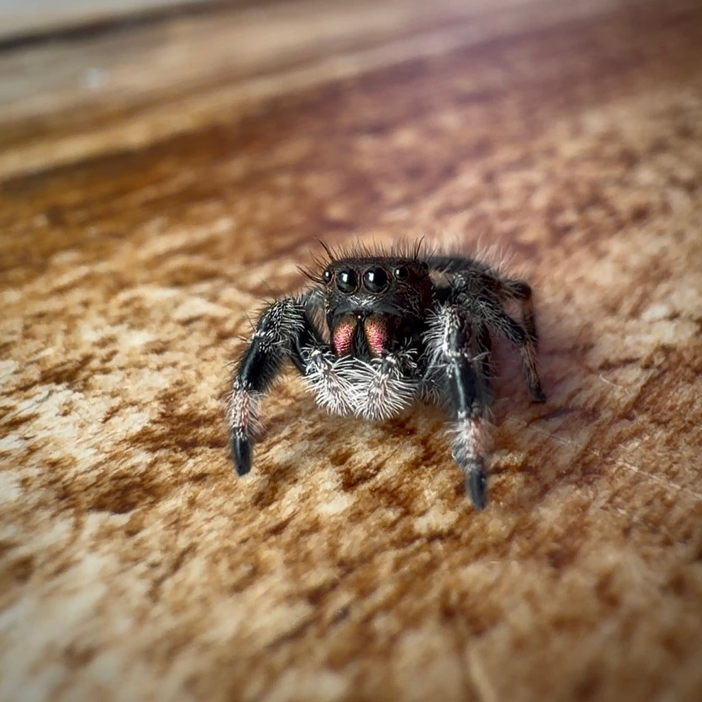 Jumping Spider Phidippus Regius - Bahamas - Female - i6/7 - Bubbles
