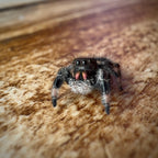 Jumping Spider Phidippus Regius - Bahamas - Female - i6/7 - Bubbles