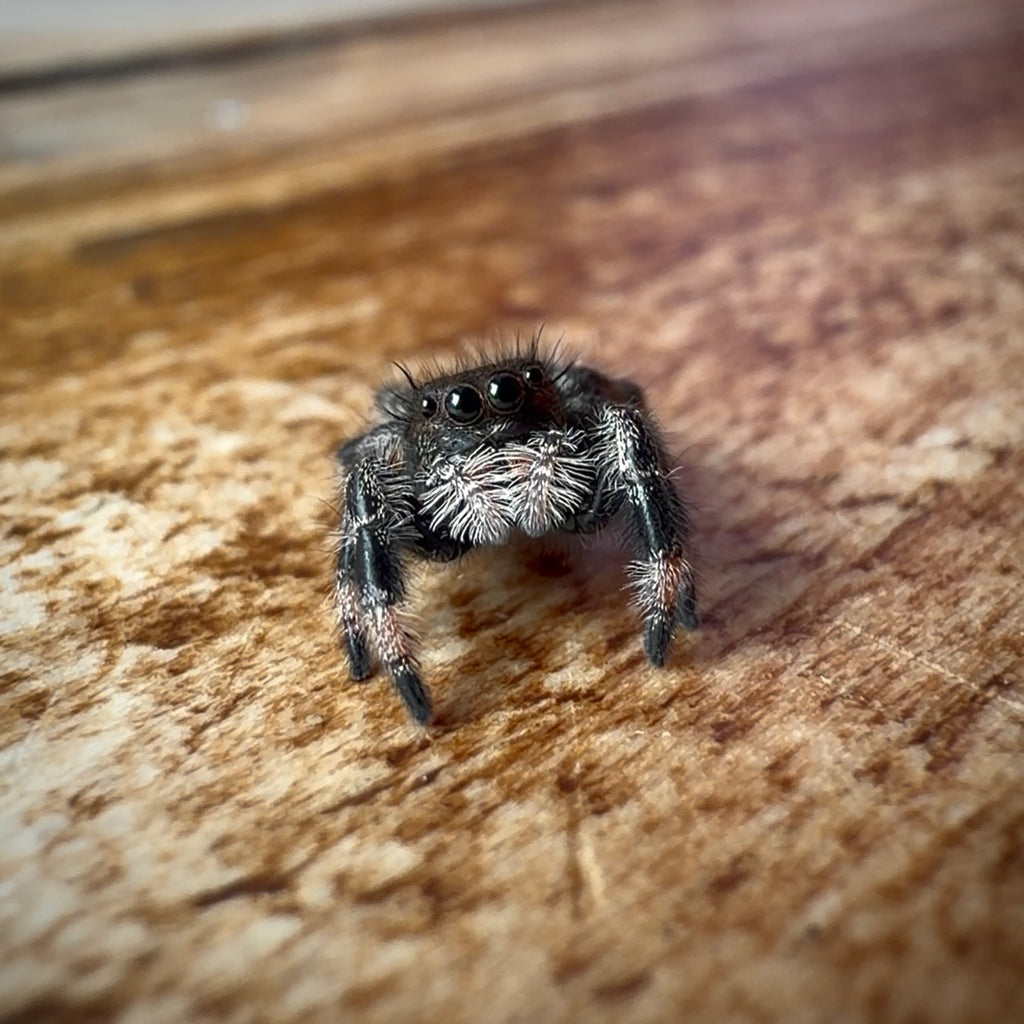 Jumping Spider Phidippus Regius - Bahamas - Female - i6/7 - Bubbles