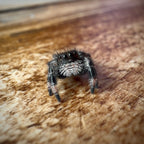 Jumping Spider Phidippus Regius - Bahamas - Female - i6/7 - Bubbles