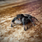 Jumping Spider Phidippus Regius - Bahamas - Female - i6/7 - Bubbles