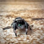 Jumping Spider Phidippus Regius - Bahamas - Male - i7 - Peanut
