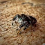 Jumping Spider Phidippus Regius - Bahamas - Male - i7 - Peanut