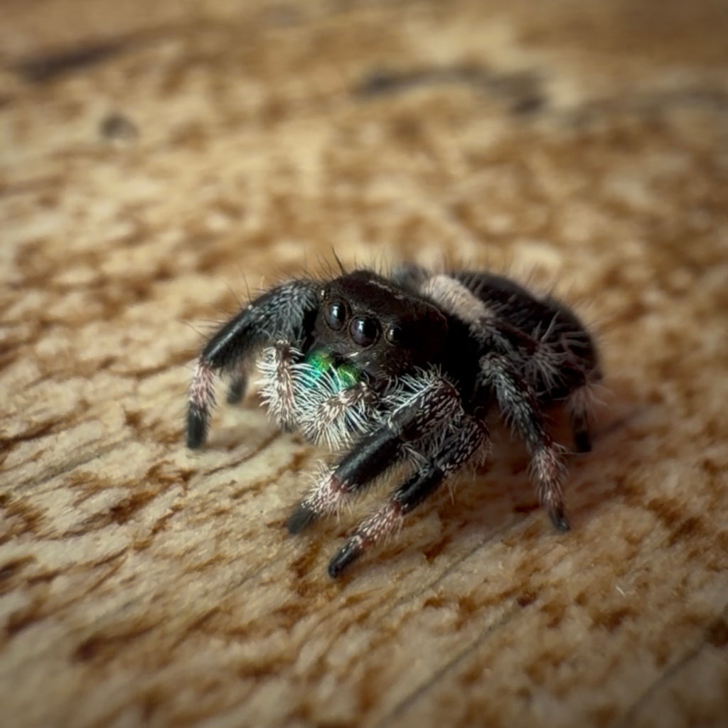 Jumping Spider Phidippus Regius - Bahamas - Male - i7 - Peanut