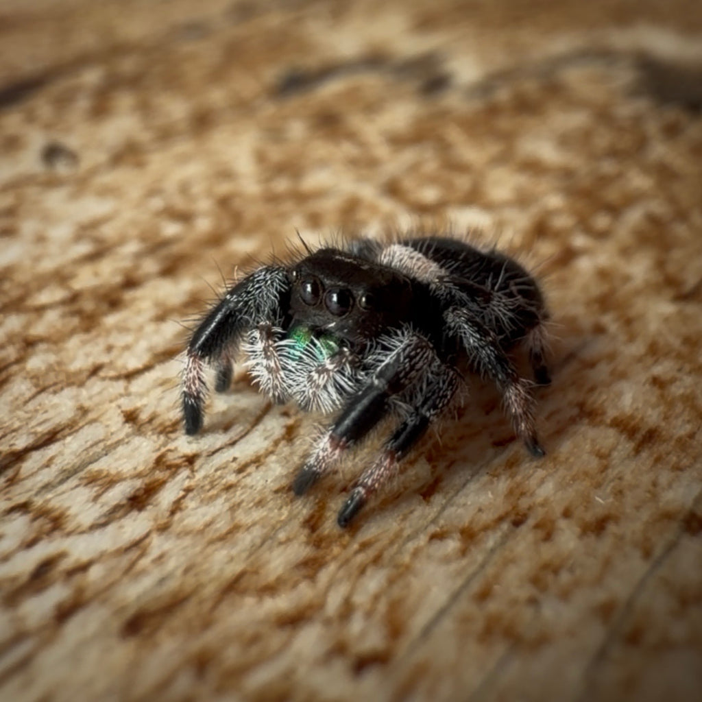 Jumping Spider Phidippus Regius - Bahamas - Male - i7 - Peanut