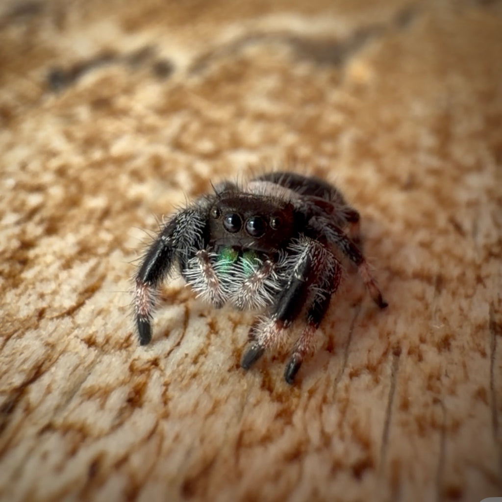 Jumping Spider Phidippus Regius - Bahamas - Male - i7 - Peanut