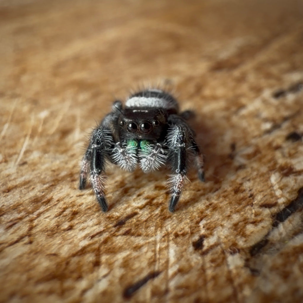 Jumping Spider Phidippus Regius - Bahamas - Male - i7 - Max