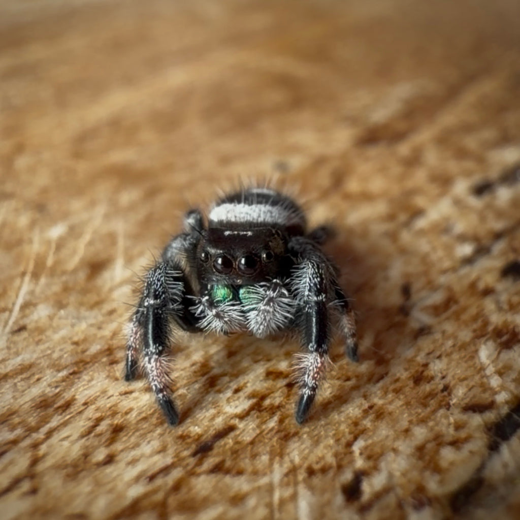Jumping Spider Phidippus Regius - Bahamas - Male - i7 - Max