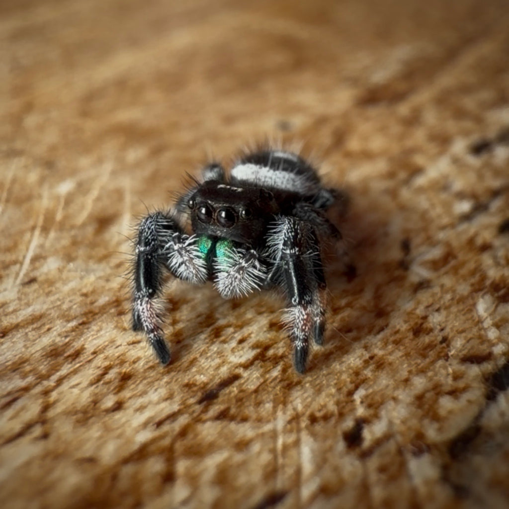 Jumping Spider Phidippus Regius - Bahamas - Male - i7 - Max