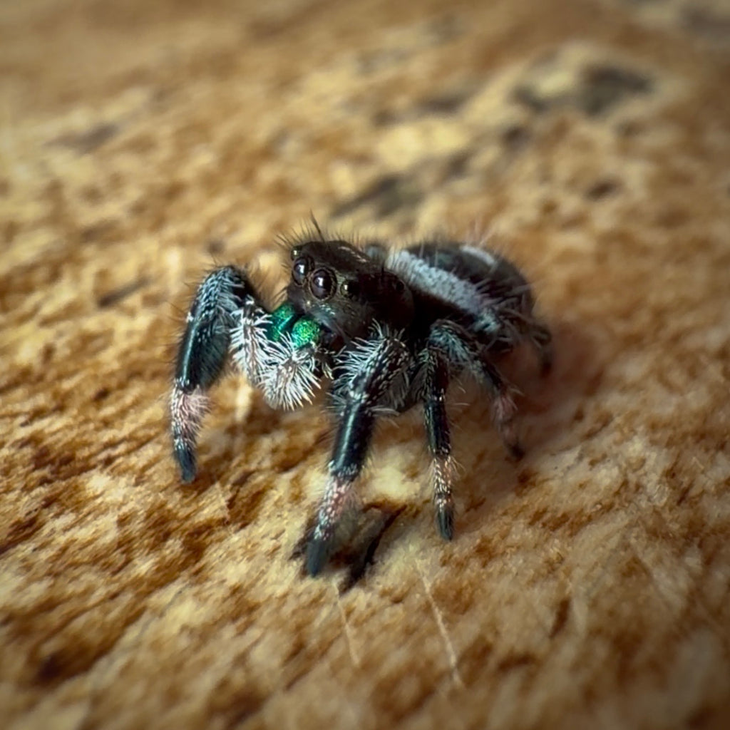 Jumping Spider Phidippus Regius - Bahamas - Male - i7 - Max