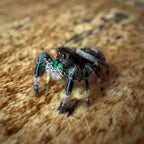 Jumping Spider Phidippus Regius - Bahamas - Male - i7 - Max