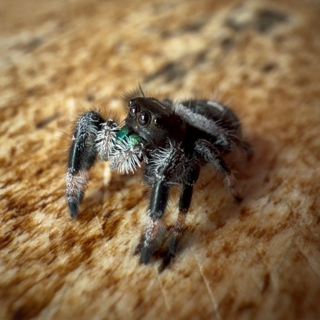 Jumping Spider Phidippus Regius - Bahamas - Male - i7 - Max
