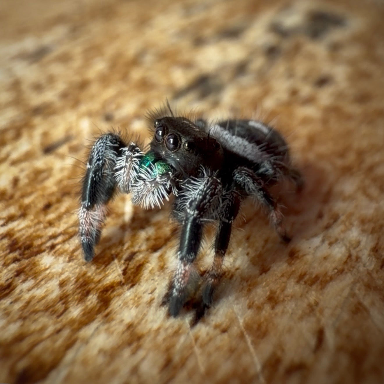 Jumping Spider Phidippus Regius - Bahamas - Male - i7 - Max