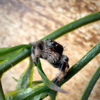 Jumping Spider Phidippus Regius - Bahamas - Unsexed - i6 - Lavender