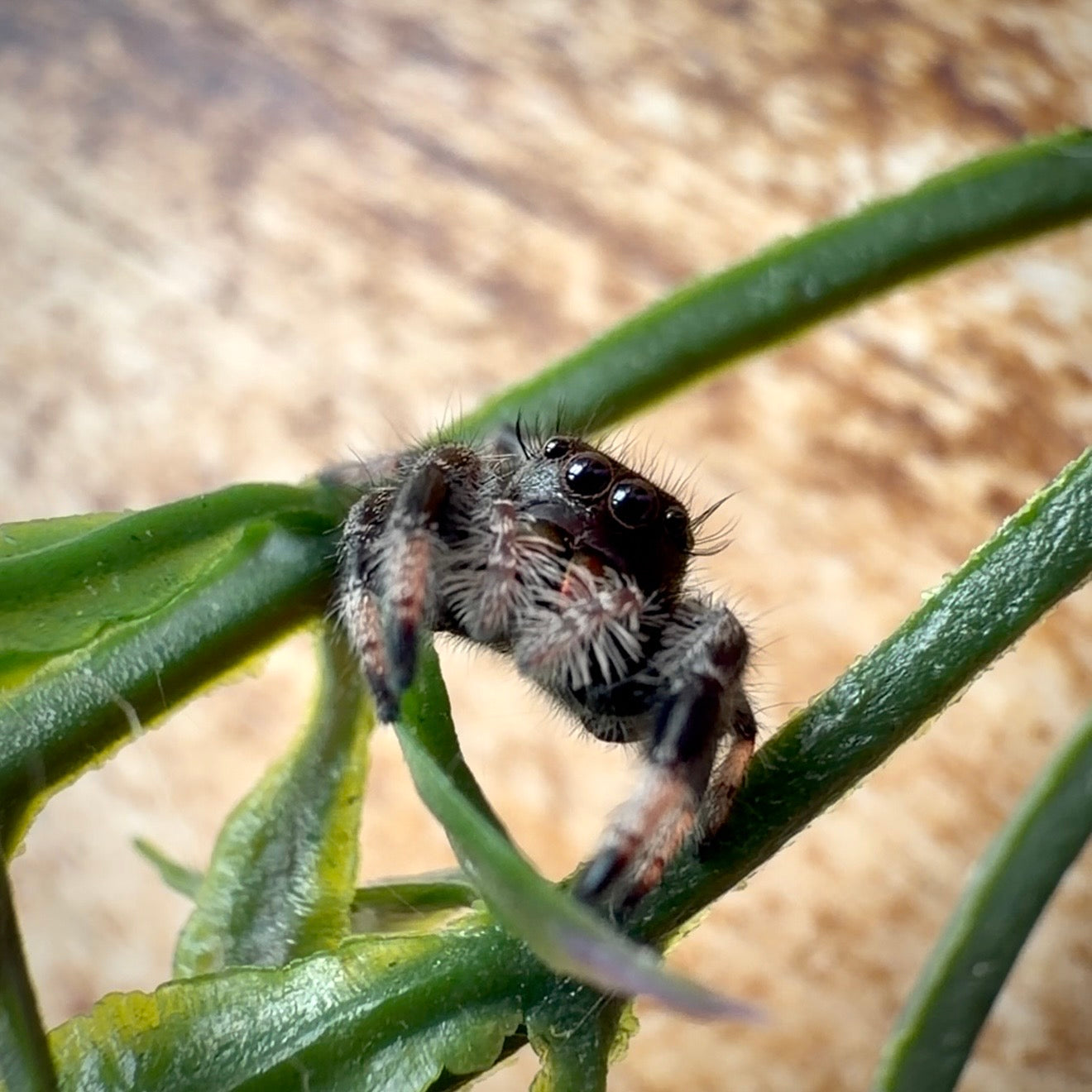 Jumping Spider Phidippus Regius - Bahamas - Unsexed - i6 - Lavender