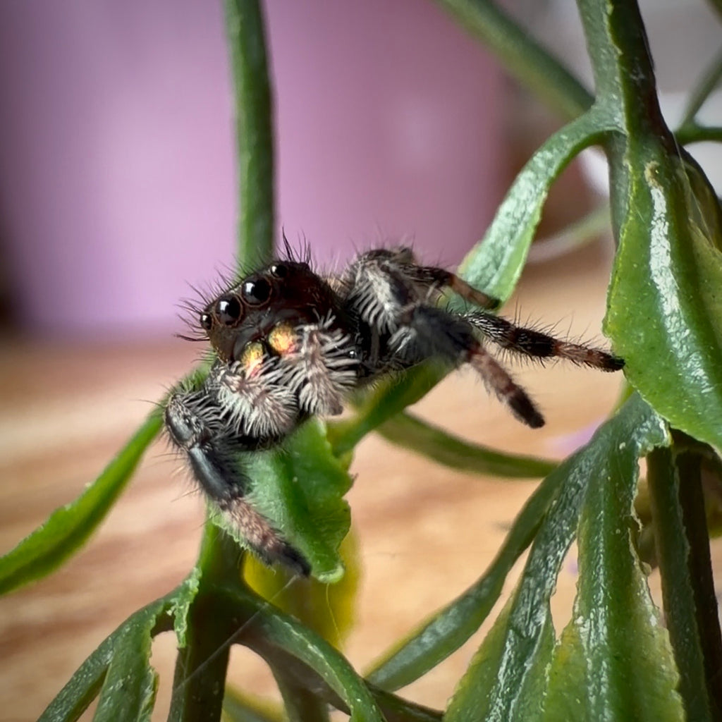 Jumping Spider Phidippus Regius - Bahamas - Unsexed - i6 - Lavender
