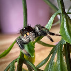 Jumping Spider Phidippus Regius - Bahamas - Unsexed - i6 - Lavender