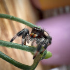 Jumping Spider Phidippus Regius - Bahamas - Unsexed - i6 - Lavender