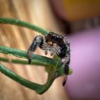 Jumping Spider Phidippus Regius - Bahamas - Unsexed - i6 - Lavender