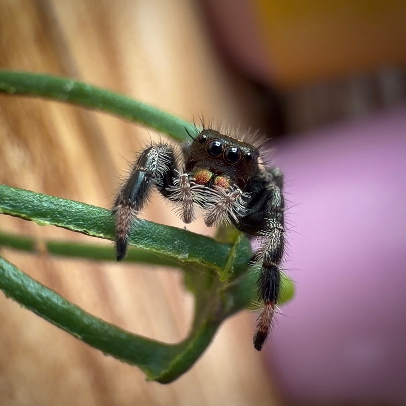 Jumping Spider Phidippus Regius - Bahamas - Unsexed - i6 - Lavender