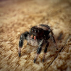 Jumping Spider Phidippus Regius - Bahamas - Unsexed - i6 - Lavender