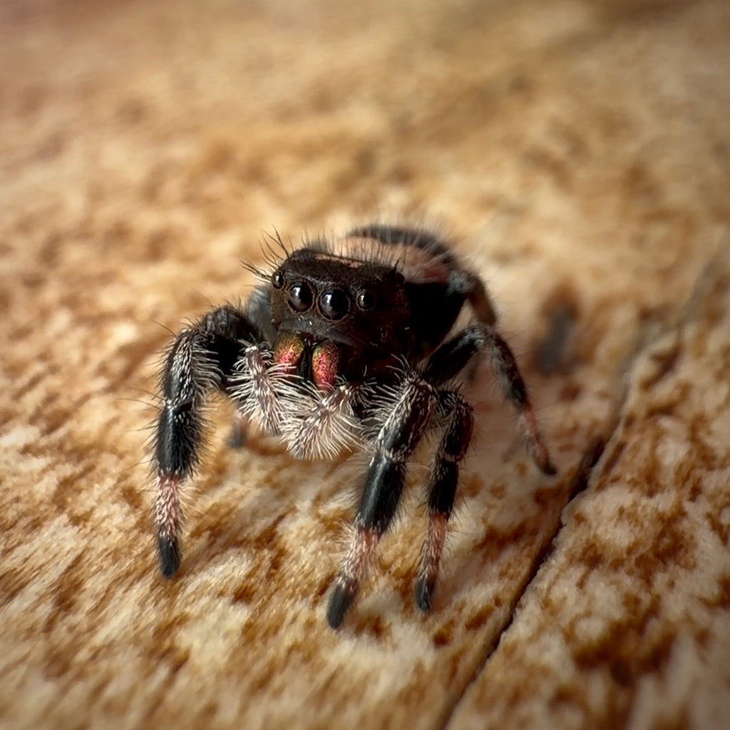 Jumping Spider Phidippus Regius - Bahamas - Unsexed - i6 - Lavender