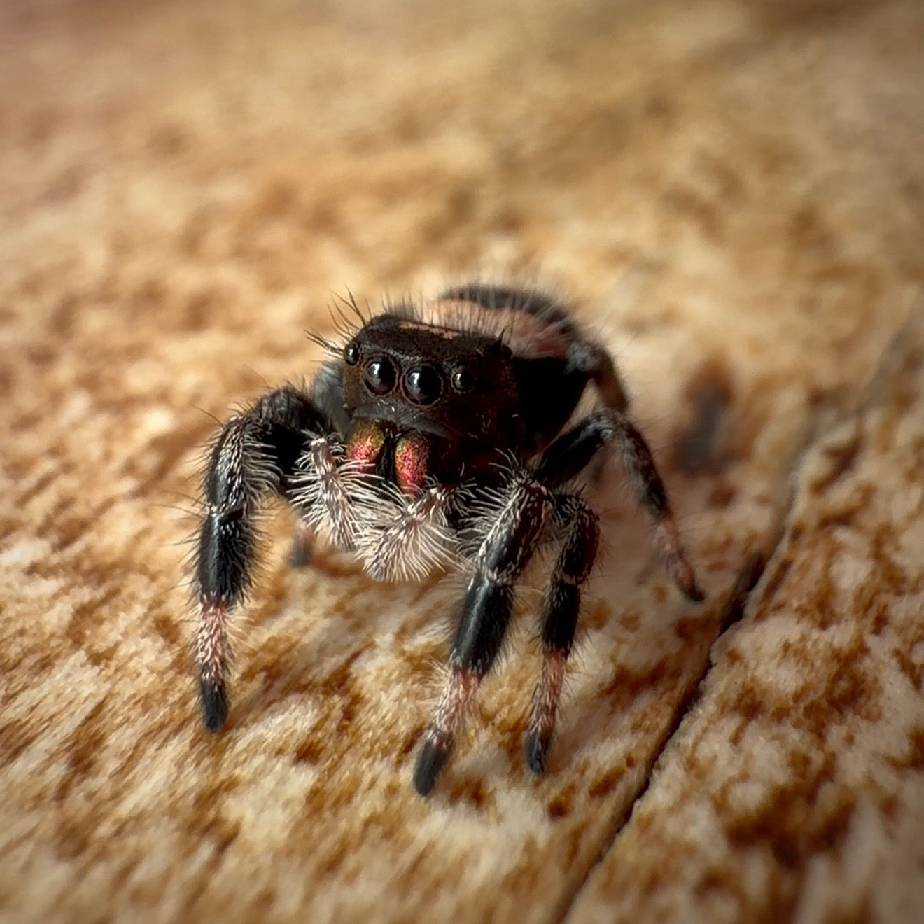 Jumping Spider Phidippus Regius - Bahamas - Unsexed - i6 - Lavender