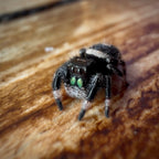 Jumping Spider Phidippus Regius - Bahamas - Unsexed - i6 - Fuzzy